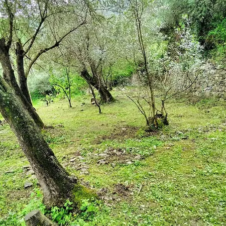 Olivari - Il Cedro Apartment Camogli